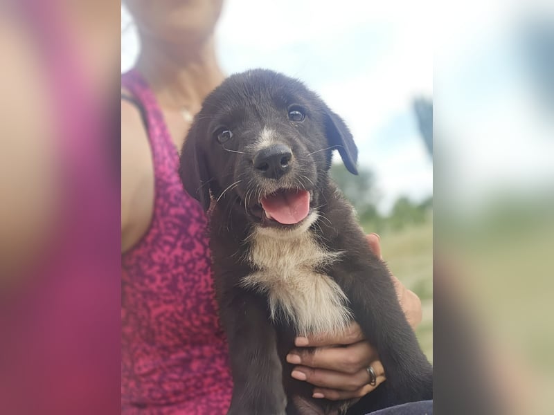 Reacher - tapferer Hundejunge
