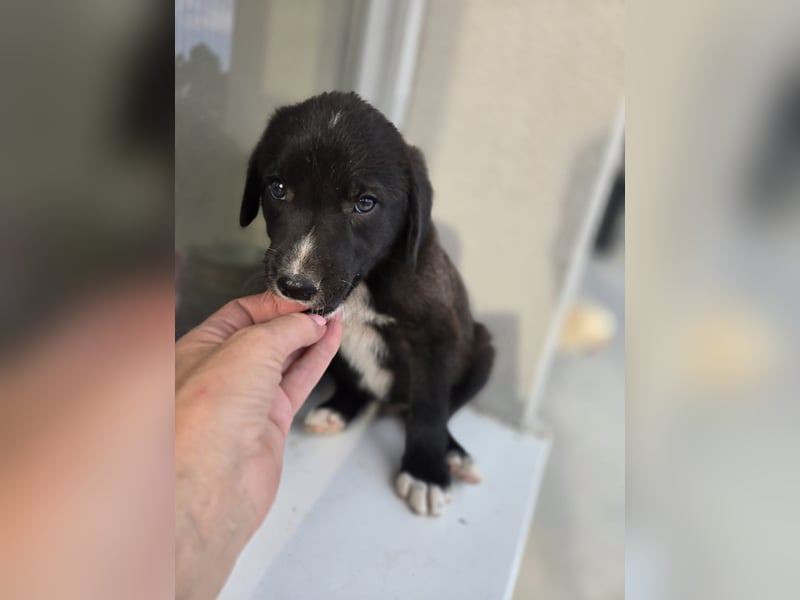 Reacher - tapferer Hundejunge