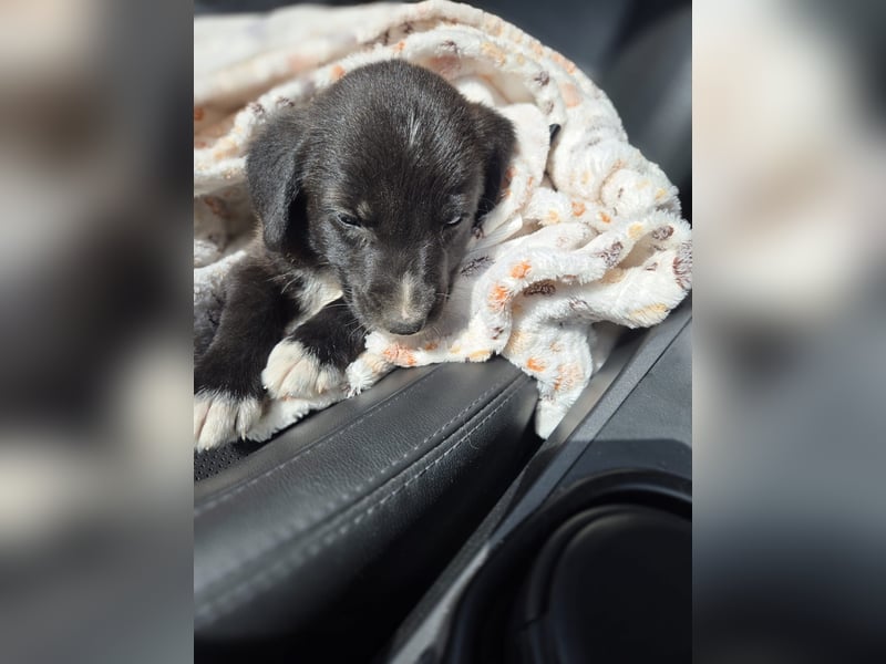 Reacher - tapferer Hundejunge