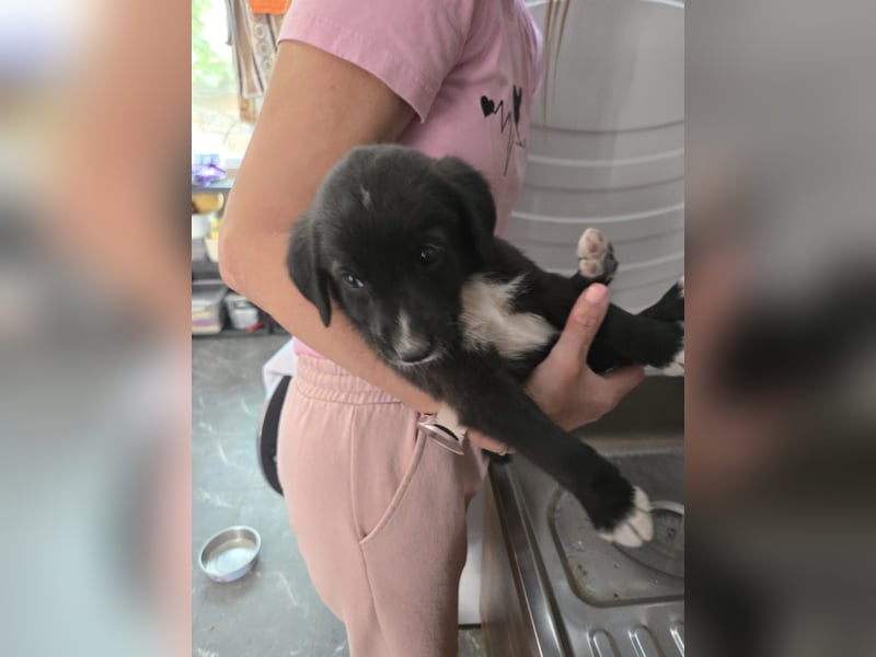 Reacher - tapferer Hundejunge