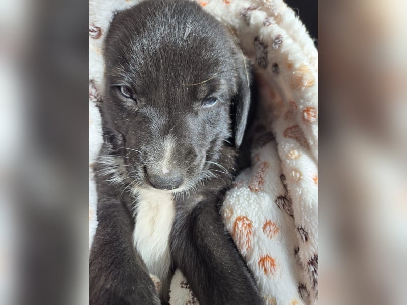Reacher - tapferer Hundejunge
