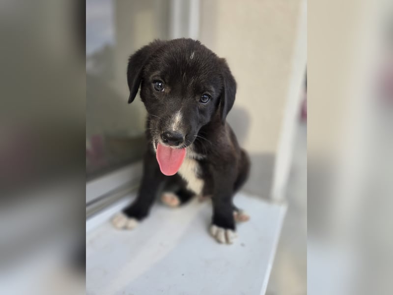 Reacher - tapferer Hundejunge