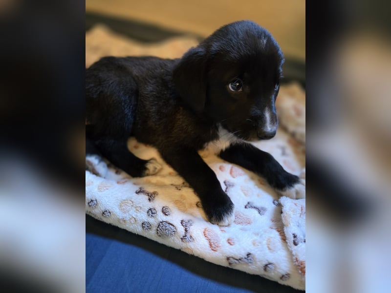 Reacher - tapferer Hundejunge
