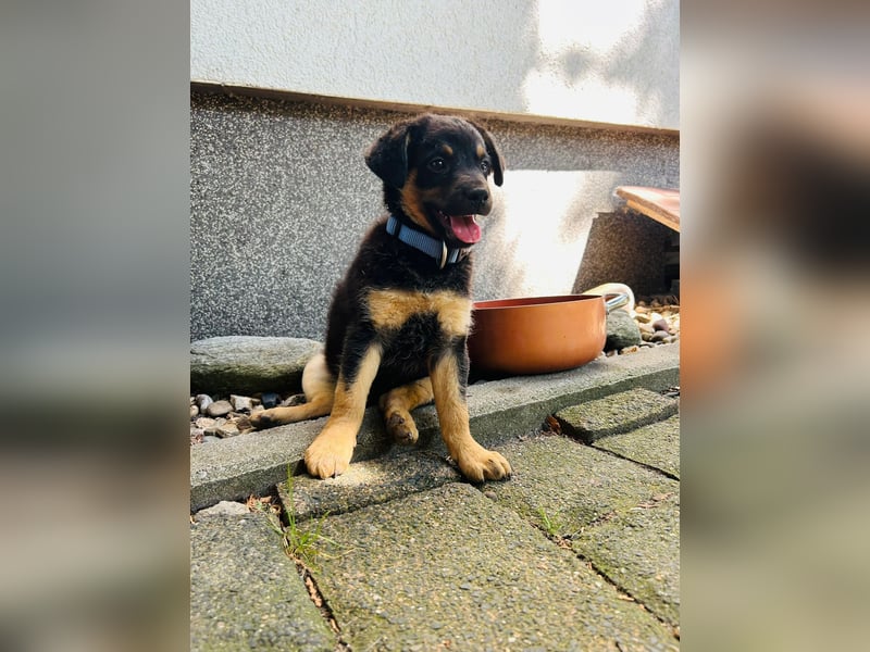 Jakob möchte sich ins Herz schleichen