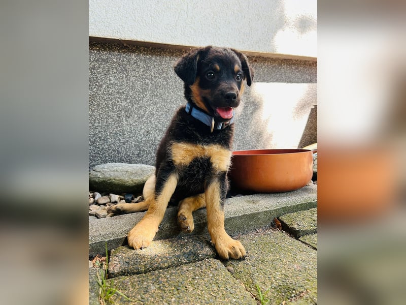 Jakob möchte sich ins Herz schleichen