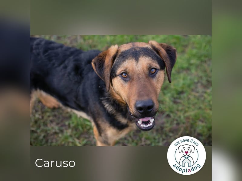 Caruso – Herzbube sucht seinen Menschen