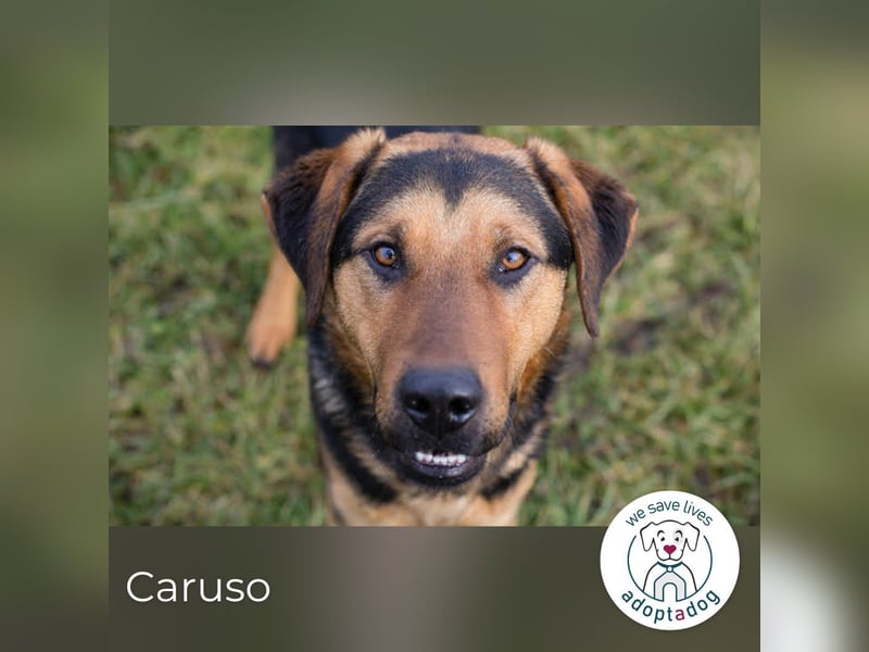 Caruso – Herzbube sucht seinen Menschen