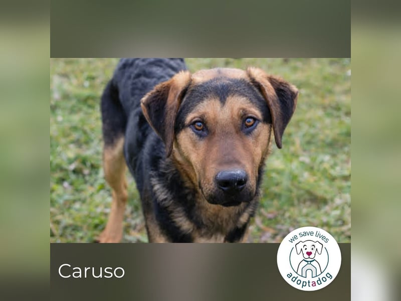 Caruso – Herzbube sucht seinen Menschen
