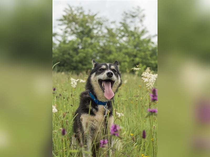 Ben, aufgeschlossener Huskymix sucht ein Zuhause