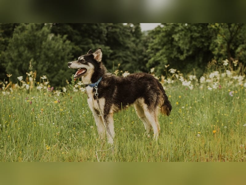 Ben, aufgeschlossener Huskymix sucht ein Zuhause