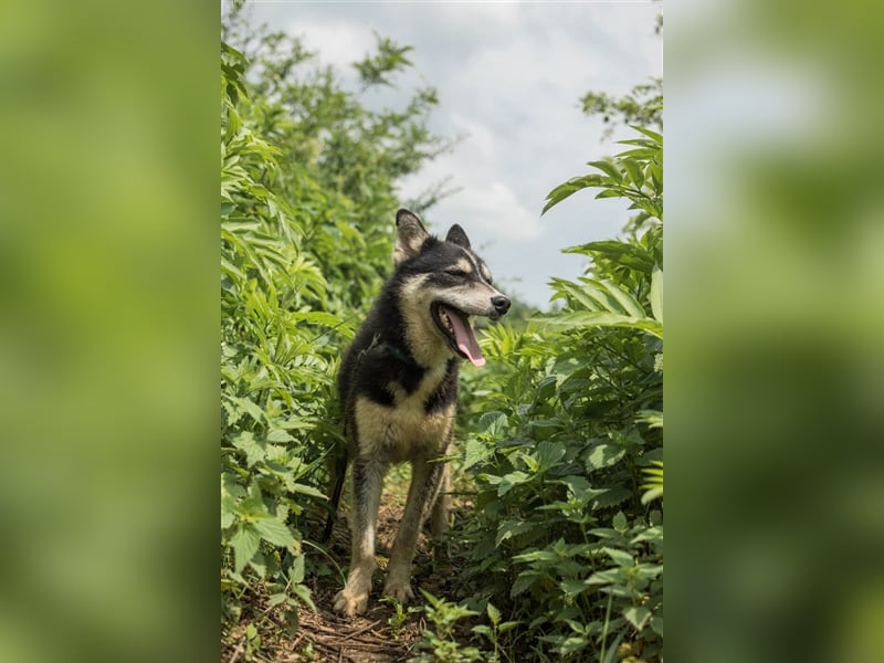 Ben, aufgeschlossener Huskymix sucht ein Zuhause