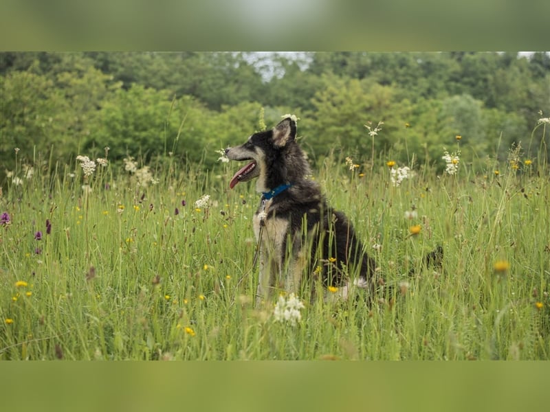 Ben, aufgeschlossener Huskymix sucht ein Zuhause