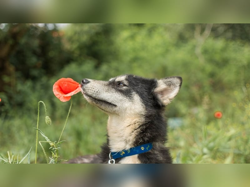 Ben, aufgeschlossener Huskymix sucht ein Zuhause