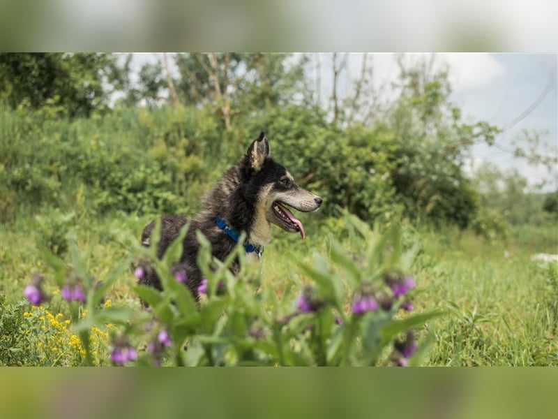 Ben, aufgeschlossener Huskymix sucht ein Zuhause