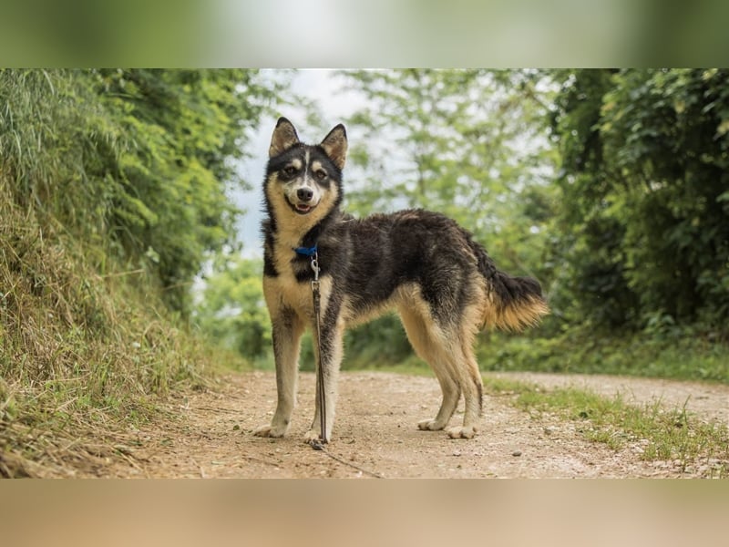 Ben, aufgeschlossener Huskymix sucht ein Zuhause