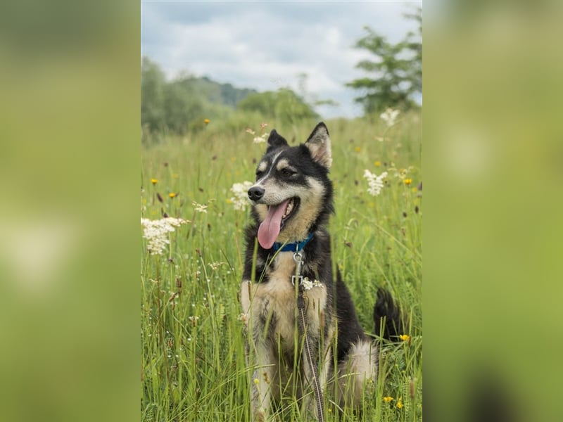 Ben, aufgeschlossener Huskymix sucht ein Zuhause