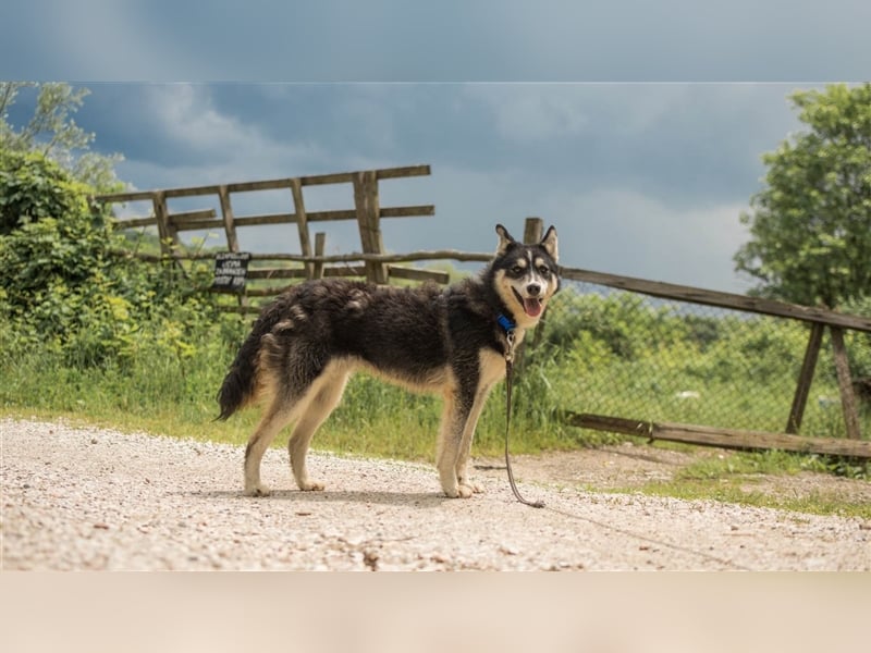Ben, aufgeschlossener Huskymix sucht ein Zuhause