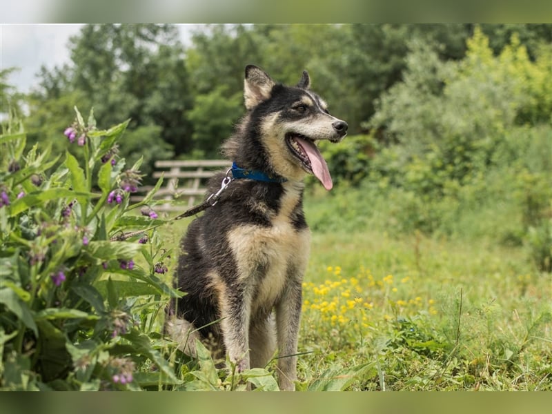 Ben, aufgeschlossener Huskymix sucht ein Zuhause