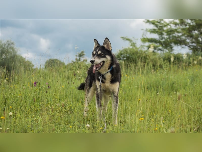 Ben, aufgeschlossener Huskymix sucht ein Zuhause