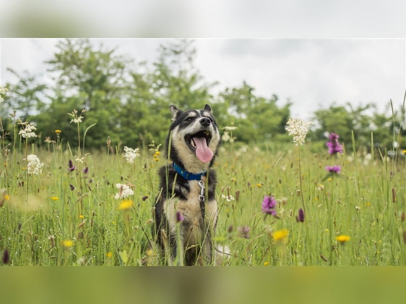 Ben, aufgeschlossener Huskymix sucht ein Zuhause