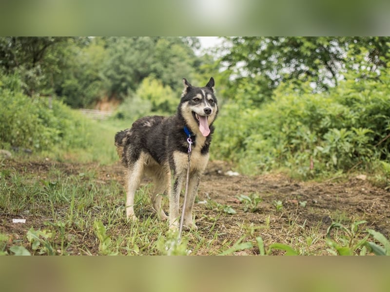 Ben, aufgeschlossener Huskymix sucht ein Zuhause