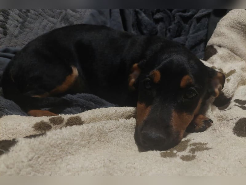 Lurko, schüchterner Mischlings Welpe geb. 2024