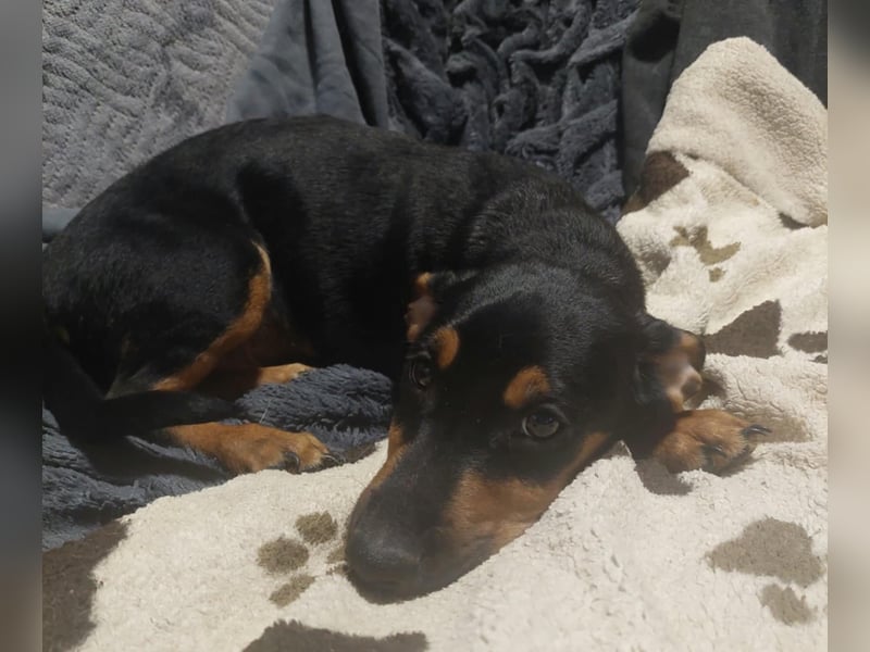 Lurko, schüchterner Mischlings Welpe geb. 2024