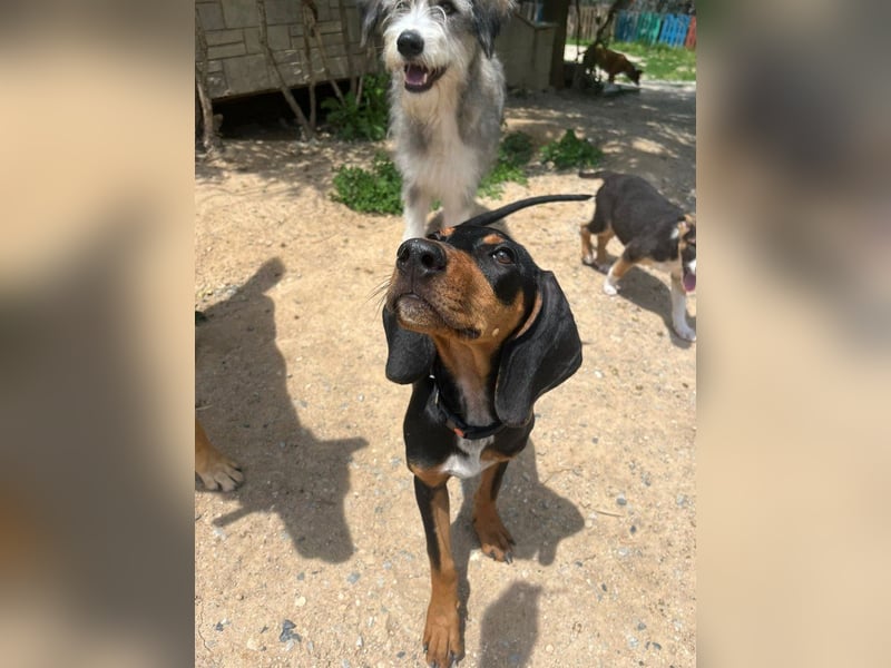 Kleiner Engel Marley