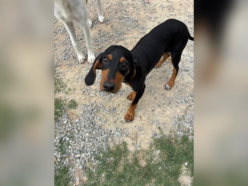 Kleiner Engel Marley