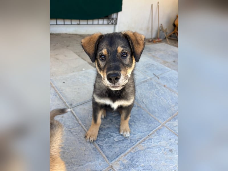 Kleiner Schatz Paco