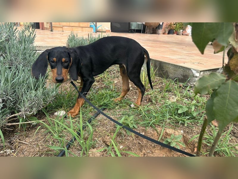 Kleiner Engel Marley