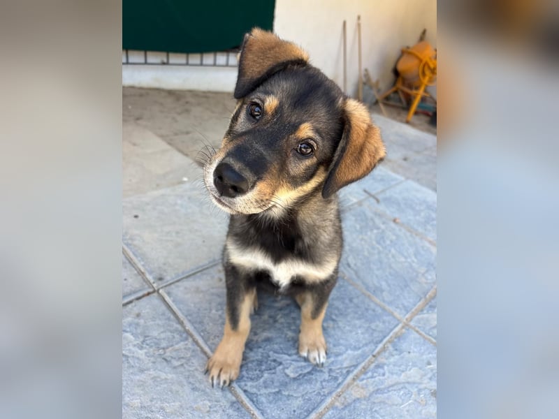 Kleiner Schatz Paco