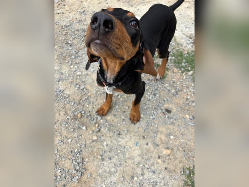 Kleiner Engel Marley