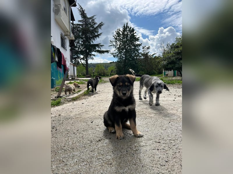 Kleiner Schatz Paco