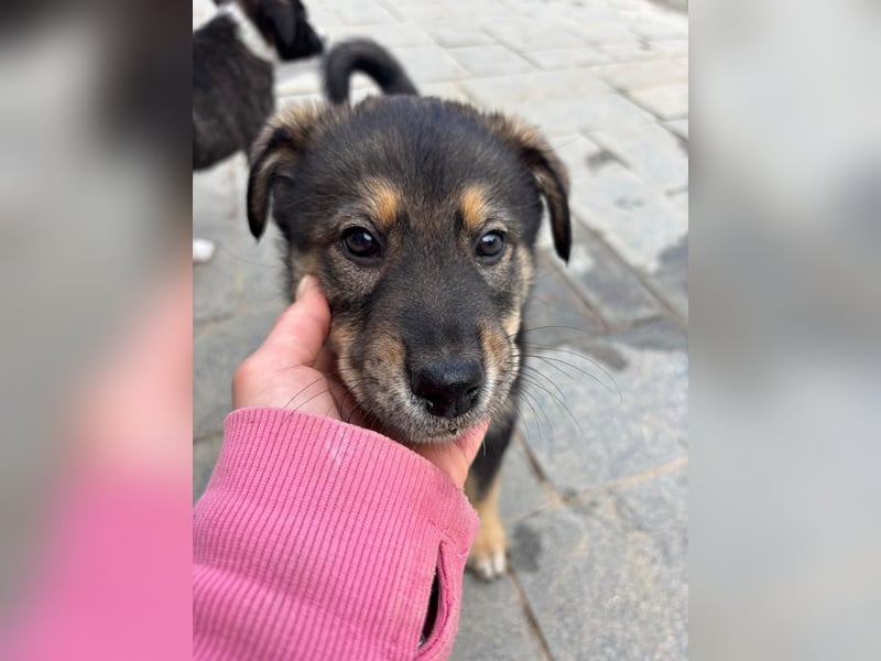 Kleiner Schatz Paco