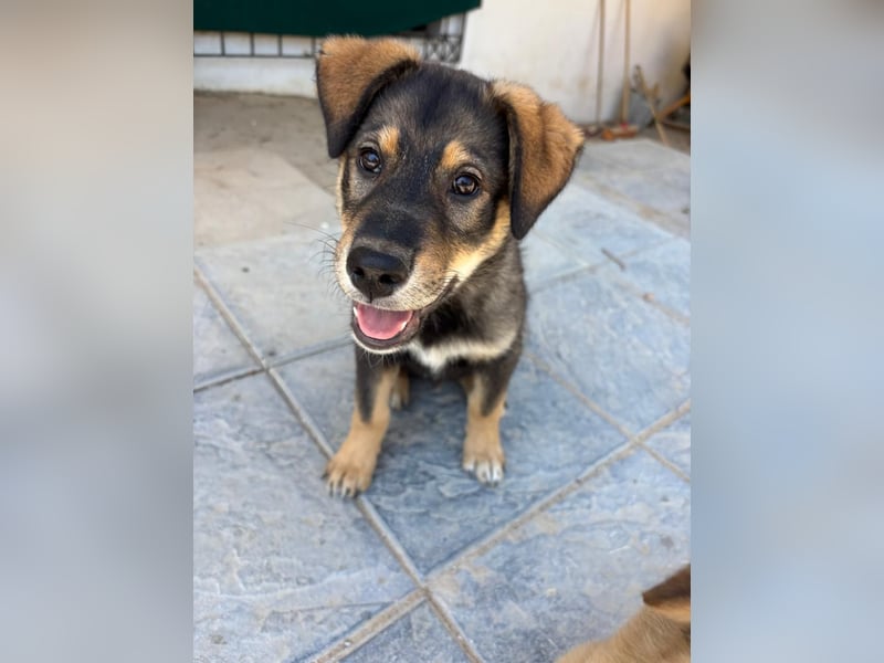 Kleiner Schatz Paco