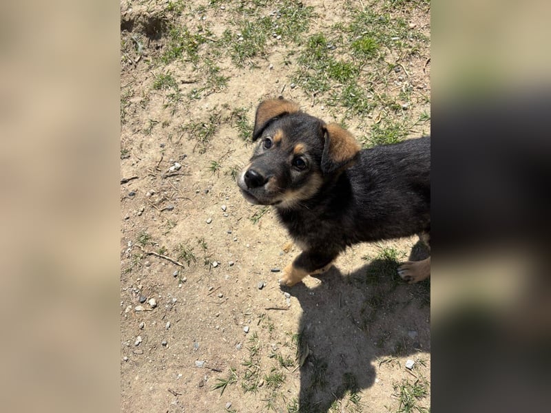 Kleiner Schatz Paco