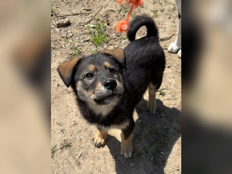 Kleiner Schatz Paco