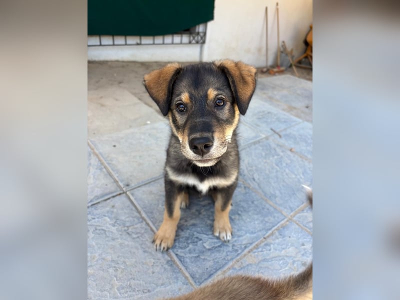 Kleiner Schatz Paco