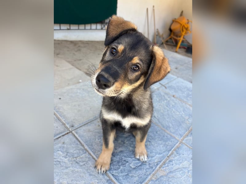 Kleiner Schatz Paco