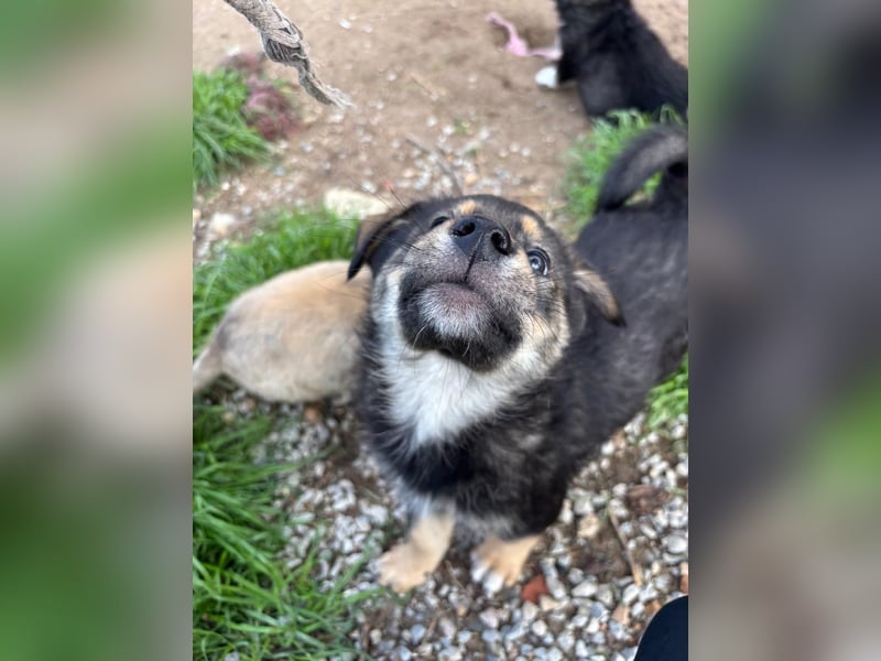 Kleiner Schatz Paco
