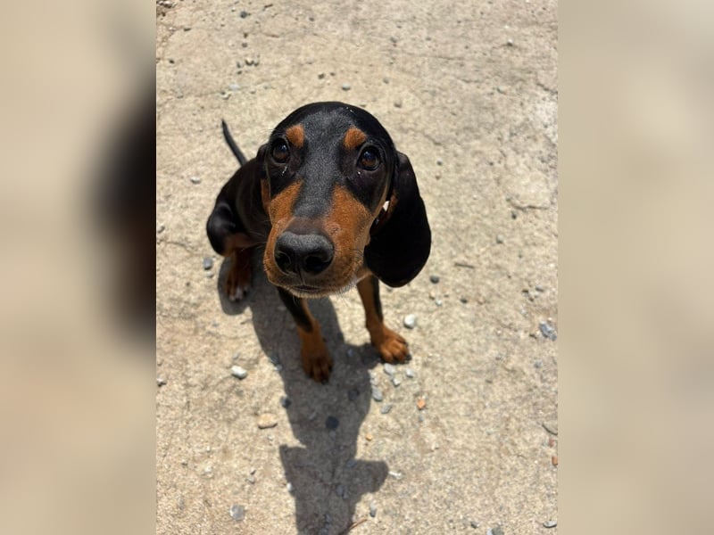 Kleiner Engel Marley