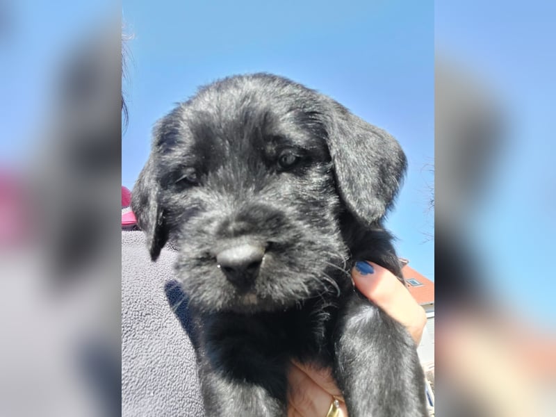 Giant Schnoodle Welpen
