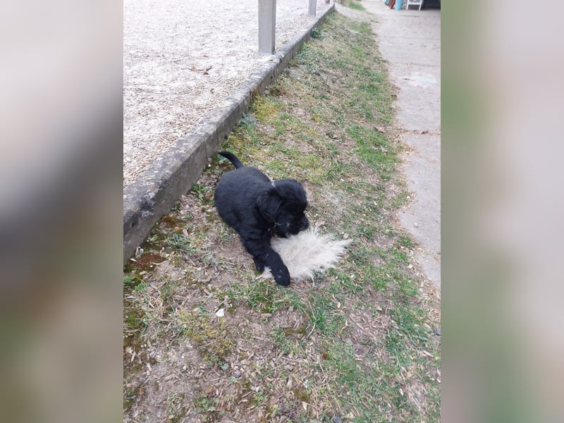 Giant Schnoodle Welpen
