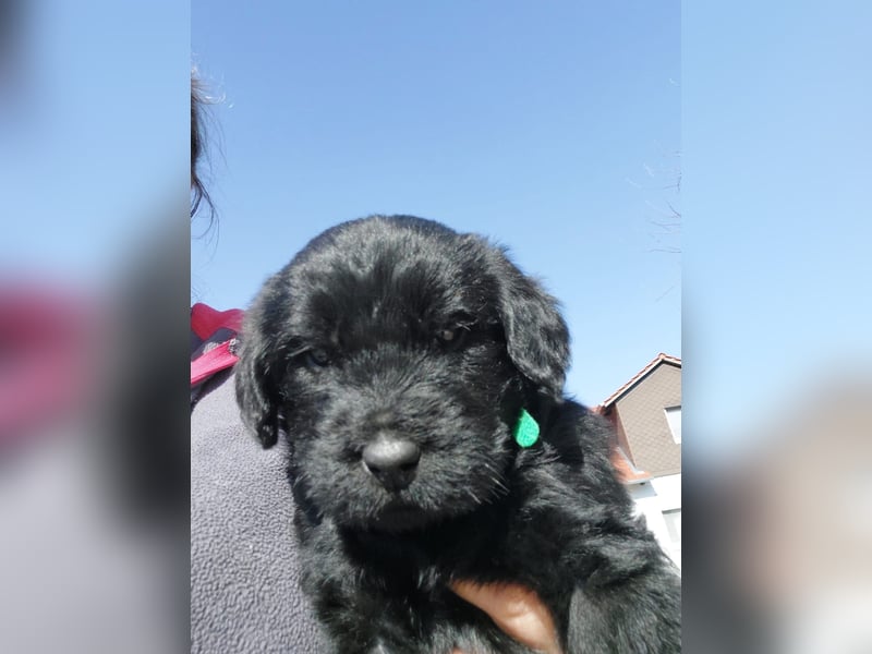 Giant Schnoodle Welpen
