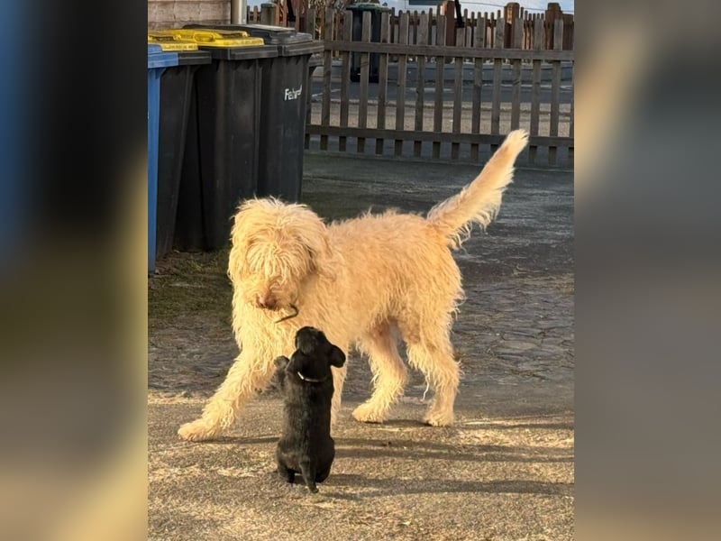 Giant Schnoodle Welpen