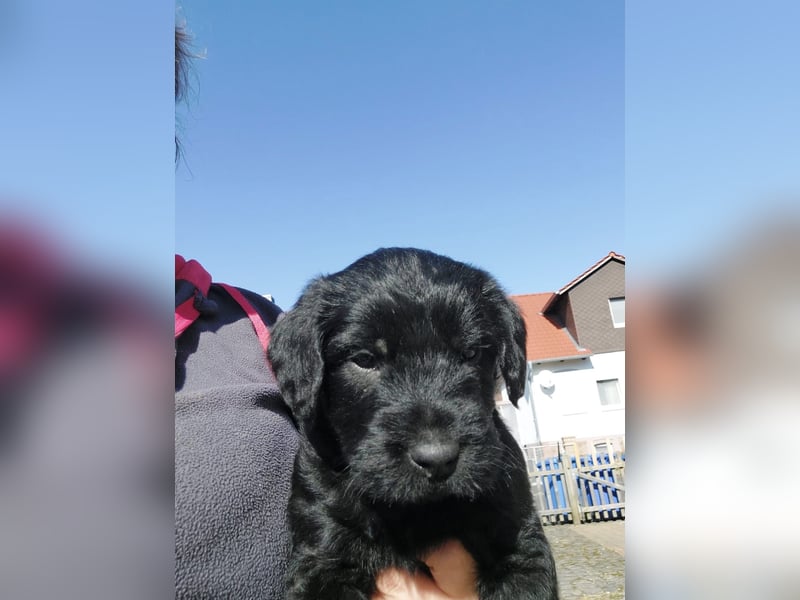 Giant Schnoodle Welpen