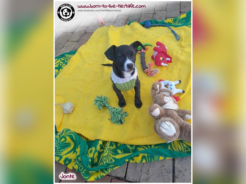 Welpenjunge Jonte sucht ein Zuhause