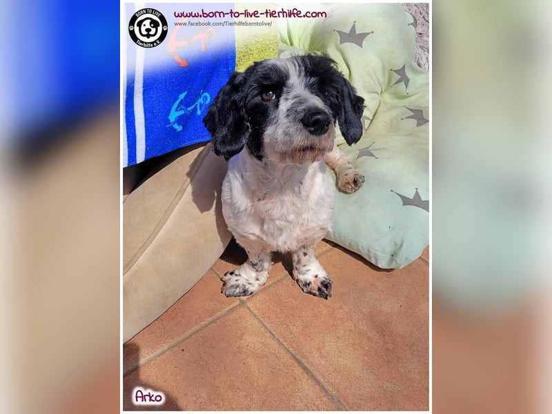 Mega lieber Arko sucht ein Körbchen