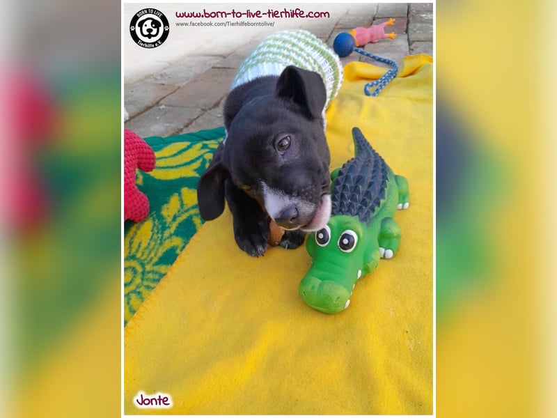 Welpenjunge Jonte sucht ein Zuhause